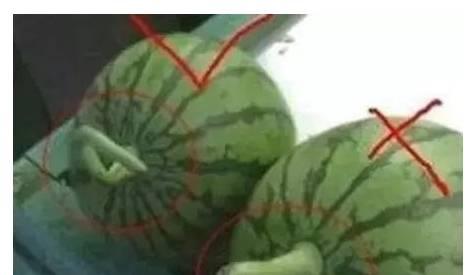 西瓜头吃瓜,揭秘夏日消暑美食背后的故事