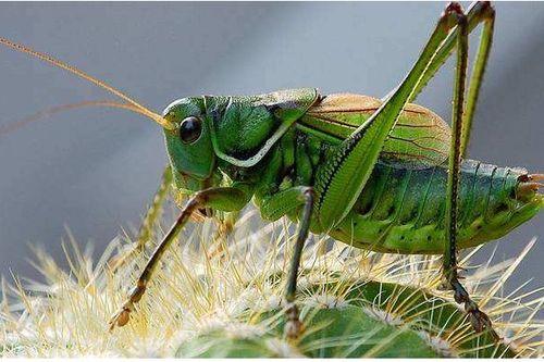 蝈蝈吃佛手瓜,自然界的和谐共生