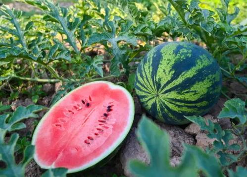 定西吃瓜,吃瓜也能吃出地方风情