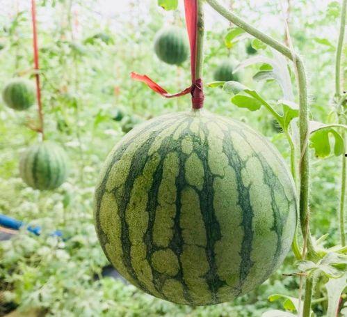 定西吃瓜,吃瓜也能吃出地方风情