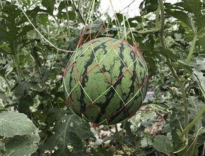 魏巍汶河水吃瓜,魏巍笔下的人文画卷