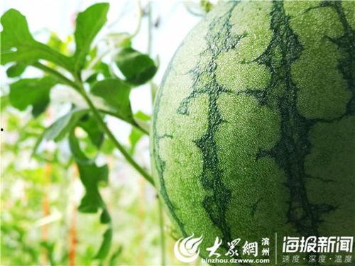 吃富硒瓜,大自然的馈赠，健康生活的选择