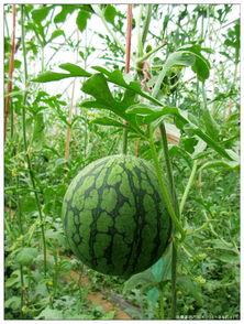 吃富硒瓜,大自然的馈赠，健康生活的选择