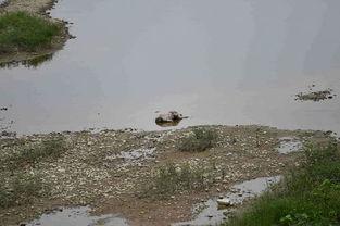 河里洗澡吃瓜,沐浴河水中，尽享瓜果清凉时光