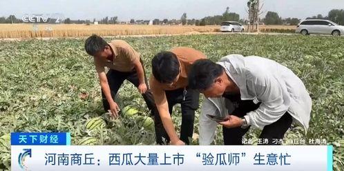盐城宝马哥吃瓜事件,一场网络热议的真相探寻