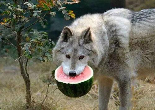 吃狼瓜舌头疼,揭秘奇特食物背后的健康影响