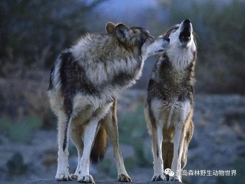 吃狼瓜舌头疼,揭秘奇特食物背后的健康影响