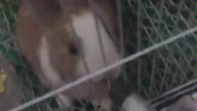 灰兔吃角瓜,灰兔的角瓜美食之旅