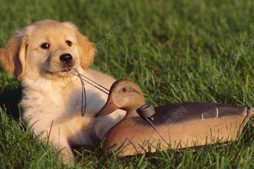 小狗吃西湖瓜好吗怎么吃,小狗也爱的夏日甜品