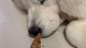 小狗吃西湖瓜好吗怎么吃,小狗也爱的夏日甜品