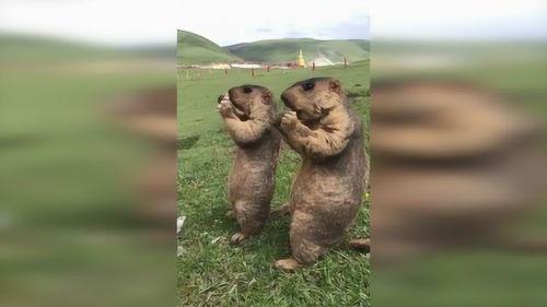 草原是吃瓜群众,吃瓜群众的绿色盛宴