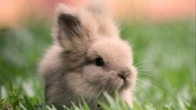 小兔宝吃瓜,小兔宝的甜蜜瓜果时光