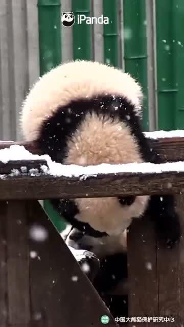 吃瓜小熊周也,揭秘娱乐圈背后的那些事儿