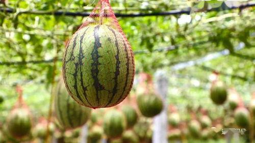 去野吃瓜,去野吃瓜之旅