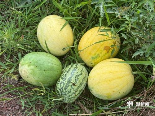 梦见在野外的瓜里吃瓜,野外瓜果盛宴，揭秘梦境中的瓜里吃瓜之谜