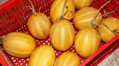 北京吃的瓜,北京特色美食大盘点