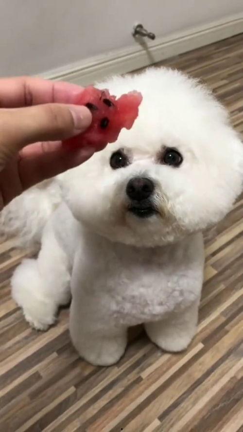 猪猪女孩吃瓜记,猪猪女孩的甜蜜瓜界探险记