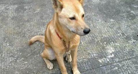 广东土狗吃瓜,揭秘吃瓜背后的文化内涵