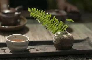 吃小瓜可喝茶,夏日消暑新体验