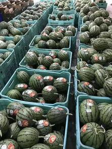 青岛吃瓜聚集地