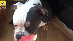 吃瓜的猫猫狗狗,吃瓜趣事大盘点