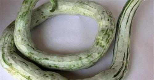 吃蛇瓜怎么减肥,天然美味助你轻松瘦身