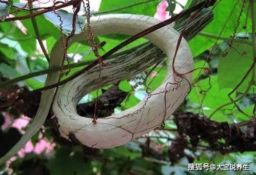 吃蛇瓜怎么减肥,天然美味助你轻松瘦身