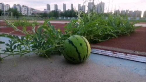 学院操场吃瓜,学院生活趣味盎然