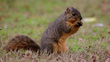 吃瓜影视素材视频下载