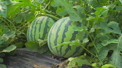 吃瓜影视素材视频下载