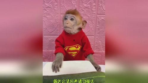 搞笑动物吃瓜配音,动物吃瓜配音，萌态百出