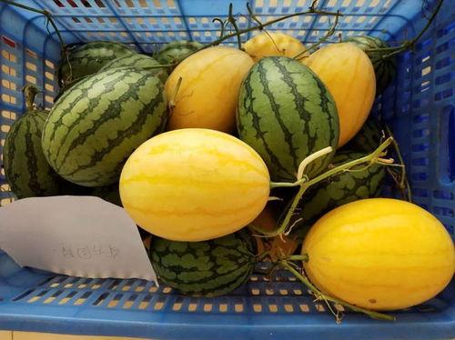 吃瓜最聪明的人,揭秘吃瓜最聪明的人生哲理