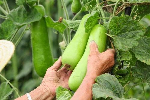 吃秋瓜补钙,秋季补钙新选择