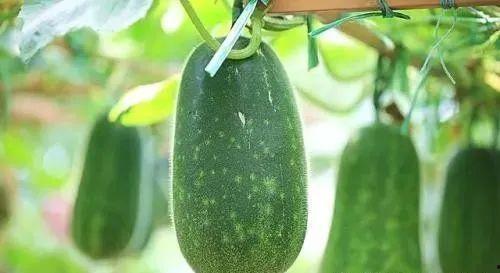 中国吃瓜vs韩国吃瓜,趣味横生，各有特色