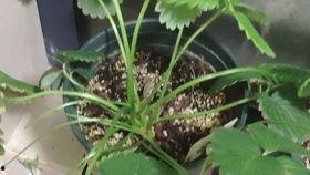 吃哈密瓜头晕吐,揭秘吃哈密瓜头晕呕吐的神秘面纱