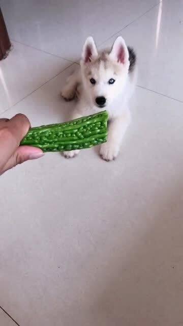 狗吃两瓜视频,两瓜盛宴引萌宠狂欢