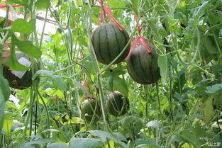 一汽吃瓜,揭秘汽车行业背后的热点事件