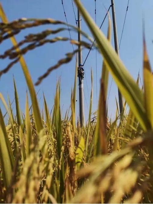 稻田吃瓜图片真实,田园风光中的夏日美味