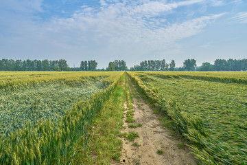 稻田吃瓜图片真实,田园风光中的夏日美味
