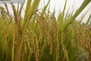 稻田吃瓜图片真实,田园风光中的夏日美味