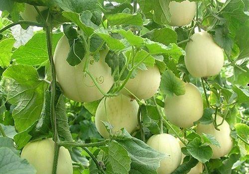 大莫吃瓜,揭秘娱乐圈幕后故事