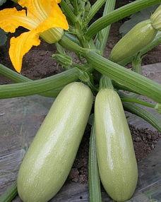 松瓜蒸着咋吃,简单美味，营养满分