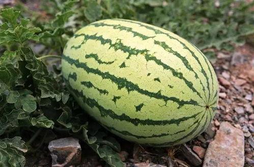 加钱吃瓜,揭秘网络热议背后的经济动因