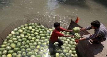 迪拜人吃瓜视频,瓜果飘香，尽享异国风味