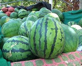 怎样在线吃瓜,揭秘网络吃瓜攻略