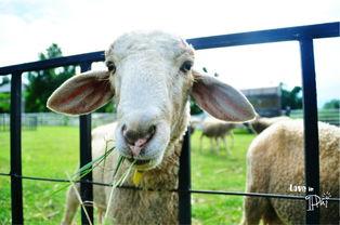 吃瓜的羊羊,揭秘娱乐圈那些事儿