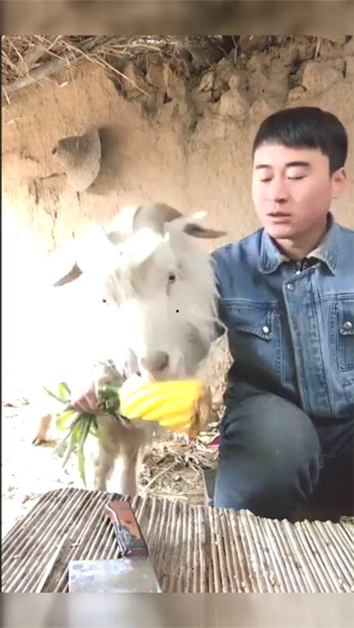 吃瓜的羊羊,揭秘娱乐圈那些事儿