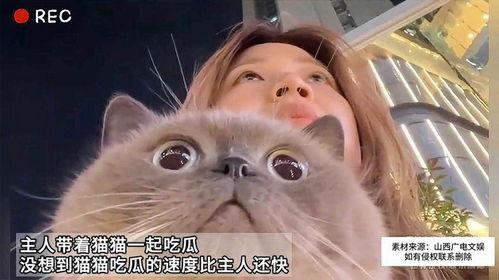 猫咪在线免费吃瓜,在线免费畅享萌宠趣味时光