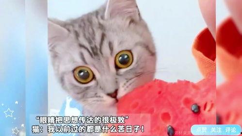 猫咪在线免费吃瓜,在线免费畅享萌宠趣味时光