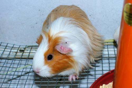 豚鼠可以吃哈密瓜,哈密瓜的甜蜜诱惑